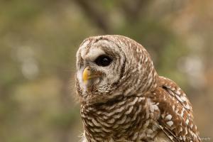 Barred Owl - GNPA Expo