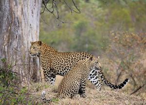 Leopard Love 2